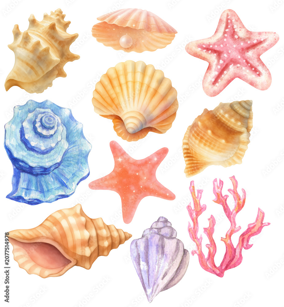 Fototapeta premium Set of seashell pattern graphic design png