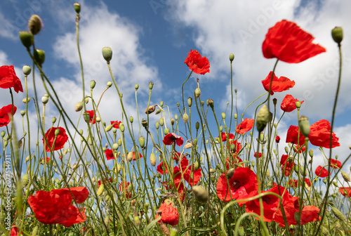 Bright red poppies bloom in a meadow against a blue sky dotted with clouds