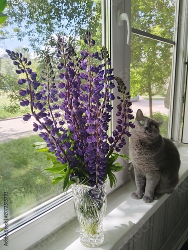 lavender flowers in a vase, cat on the window