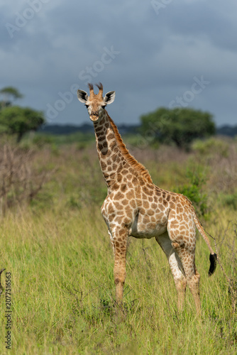 Young giraffe searching for food in Tembe Elephant Park in South Africa