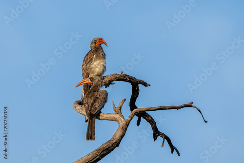 Bradfield's Hornbill (Tockus bradfieldi) sitting on a branch in the first warm light in Mahango National Park, part of the Bwabwata National Park in the Caprivi Strip in Namibia.