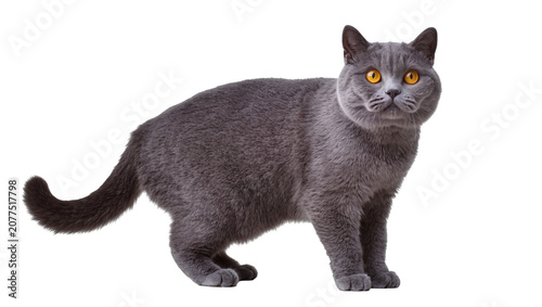 Quadro su tela British Shorthair cat with bright orange eyes