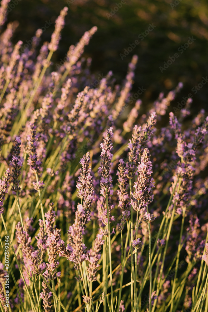 Obraz premium lavender field in provence