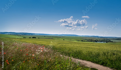Summer landscape of wildflowers, field on the hills and pond on the horizon u...