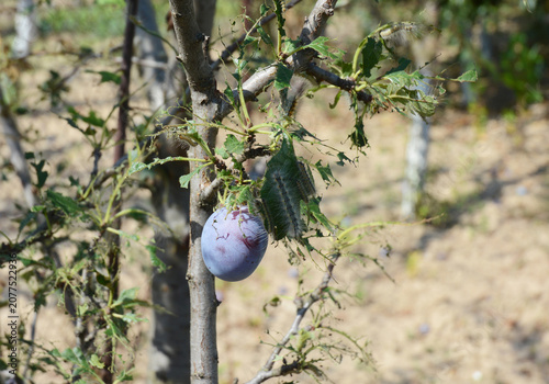 Plum tree damaged by caterpillars with infested fruit and defoliated leaves