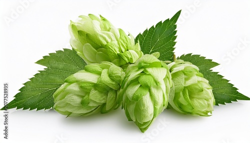 Fresh Green Hops With Leaves Isolated On White Background