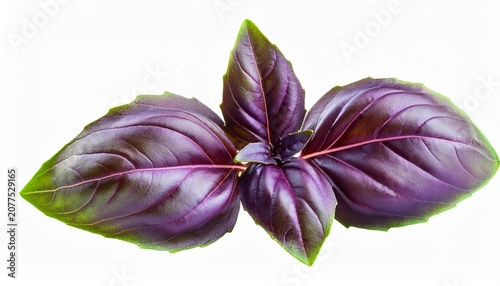 Green Basil Leaves With Clipping Paths Full Depth Of Field Fresh Red Basil Herb Leaves Isolated On White Background Purple Dark Opal Basil Focus Stacking Png