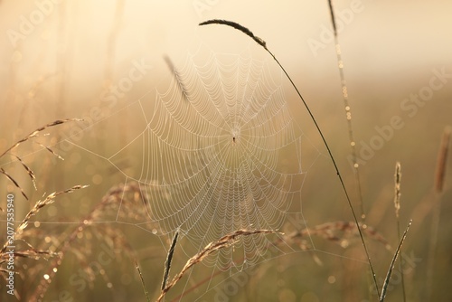 Spider web in a wild meadow during sunrise