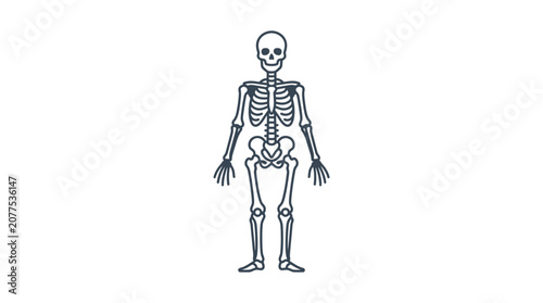 Human Skeleton Standing Upright Full Body.