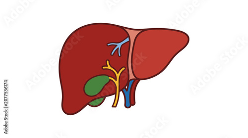 Liver Anatomy Medical Illustration Diagram.