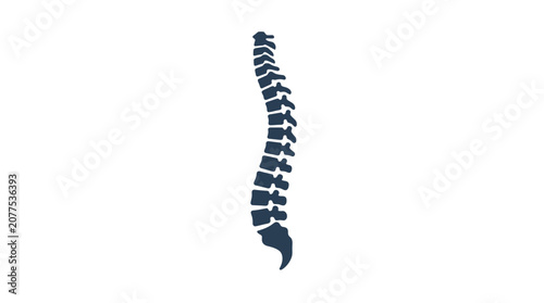 Human spine anatomy medical model.