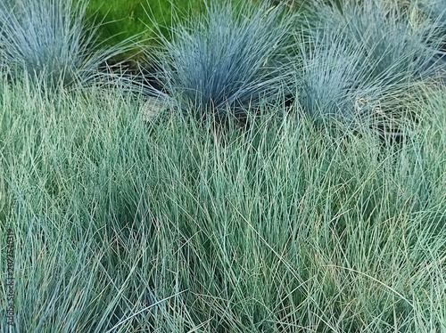 A spiky cluster of blue fescue ornamental grass with fine, needle-like blades.