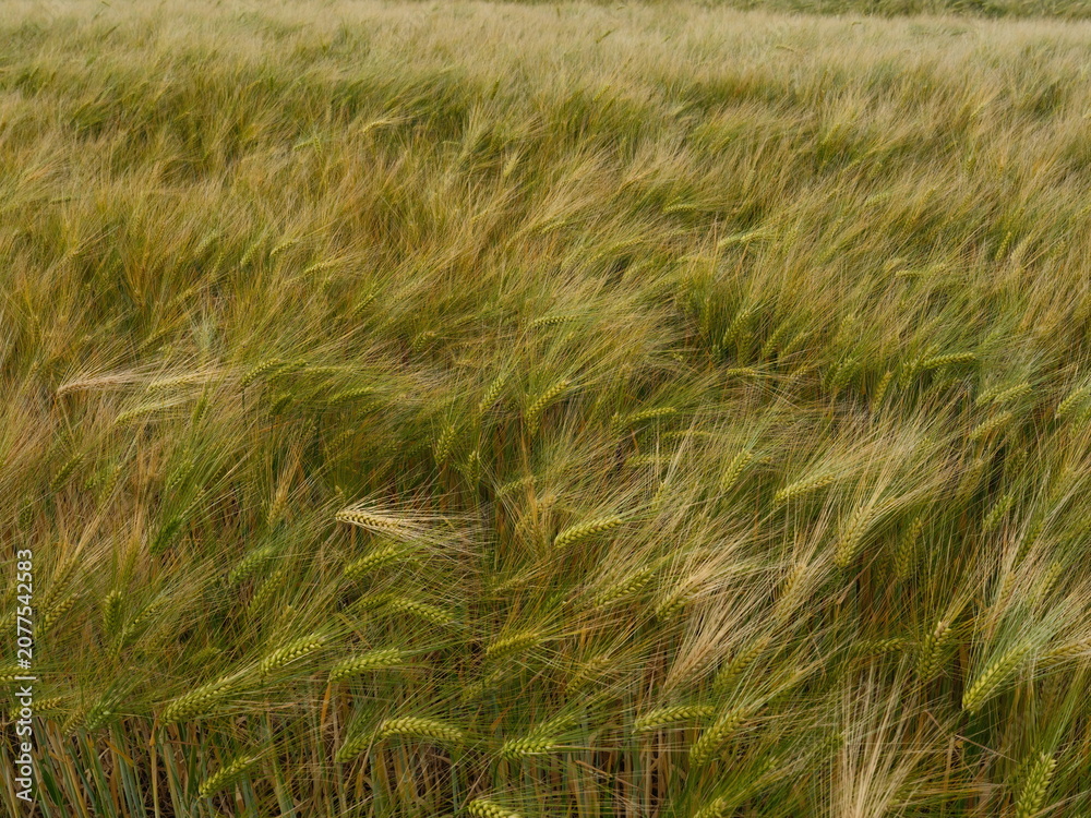 Fototapeta premium green wheat field close up with ears in wind