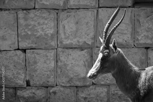 Foto Antelope in the nature
