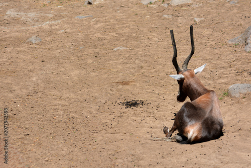 Foto Antelope in the nature