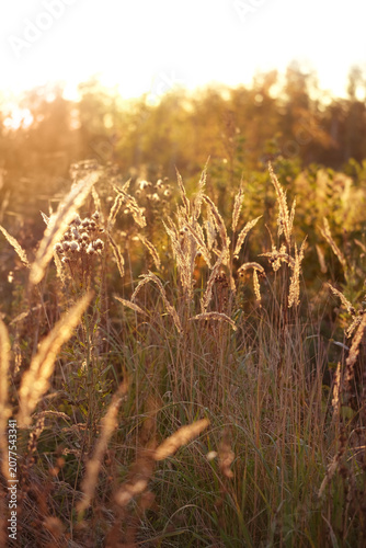 Beautiful autumnal sunny landscape with dry stems of wild grass in orange-beige tones close up. nature background of summer end or autumn season. Peaceful, relax, harmony, meditation atmosphere