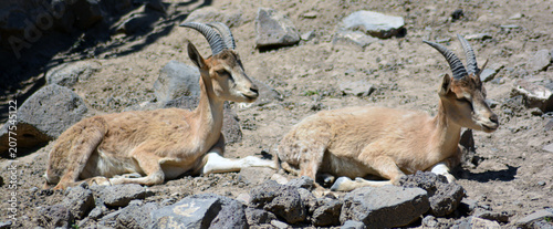 Photos Wld goats in the nature