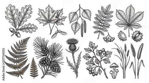 Foto Botanical Illustration Collection: Autumn Leaves, Pine Cones, Ferns, Thistle, Gr