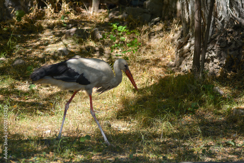 Canvas Print The stork (ciconia ciconia) in a natural park