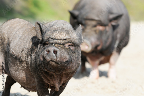 Tapety artystyczne Close-up portrait of a pot-bellied pig head outdoors. A domestic pig photographed in natural rural surroundings with detailed facial features.