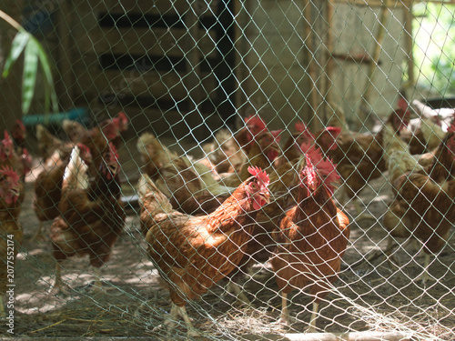 Fotografie Brown laying hens inside a wire-fenced enclosure at an organic or traditional free-range poultry farm
