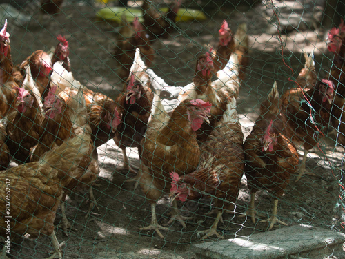 Obraz na plátně Brown laying hens inside a wire-fenced enclosure at an organic or traditional free-range poultry farm