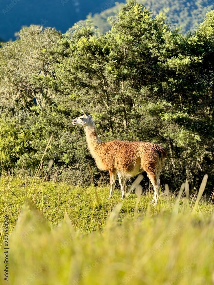 Obraz premium Llama in Machu Picchu