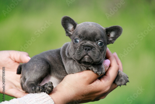 Quadro su tela Adorable blue French Bulldog puppy rests in hands