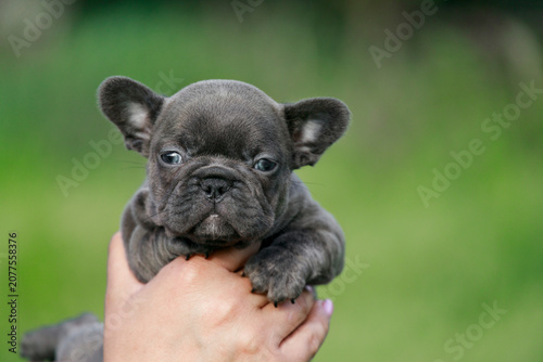 Quadro su tela Beautiful blue French Bulldog puppy looks directly into the camera while being held