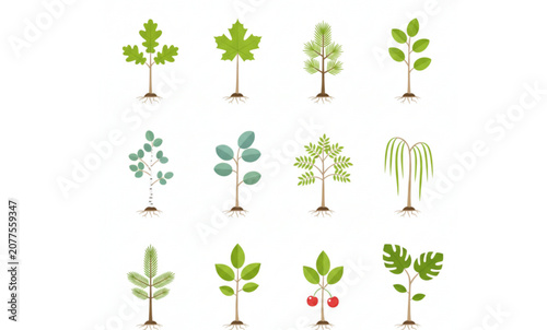 Young Tree Sapling Vector Collection Growth and Environmental Conservation Illustration