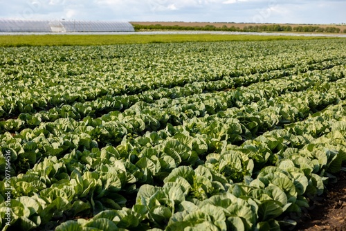 Rows of Fresh Green Cabbage Growing in an Organic Farm Field Under a Clear Blue Summer Sky