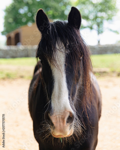 Photos Portrait of a black and white cob horse with a long windswept mane looking direc