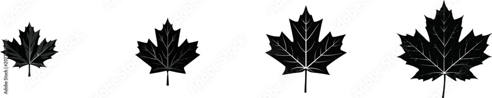 Fototapeta premium A crisp sugar maple leaf with sharp pointed lobes is depicted in black vector art against a clean white background