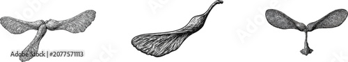 A single detailed seed of a sycamore maple tree descends gracefully as a double-winged samara, vector illustration in black and white, isolated on a solid white background