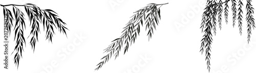 A minimalist black-and-white vector illustration of a weeping willow tree branch with narrow lance-shaped leaves drooping straight down against a pure white background