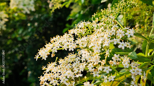 Фотография Elderflower close up white flowers blooming on tree