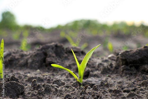Cuadro en lienzo Corn seedling emerging from ground close up
