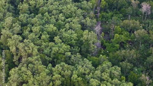 Aerial view of green mangrove forest with numerous birds flying over the canopy.