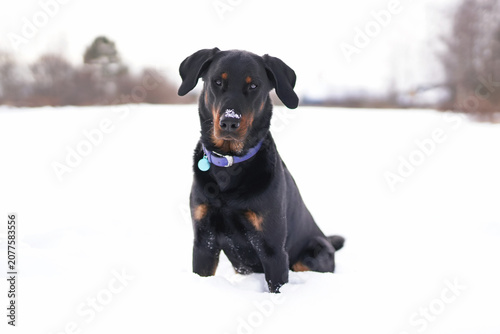Cute black and tan Beauceron dog with a purple collar posing outdoors sitting on a snow in winter