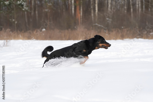 Active black and tan Beauceron dog posing outdoors running fast on a snow in winter