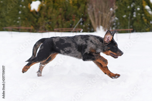Happy 3-month-old harlequin Beauceron puppy posing outdoors running and jumping on a snow in winter