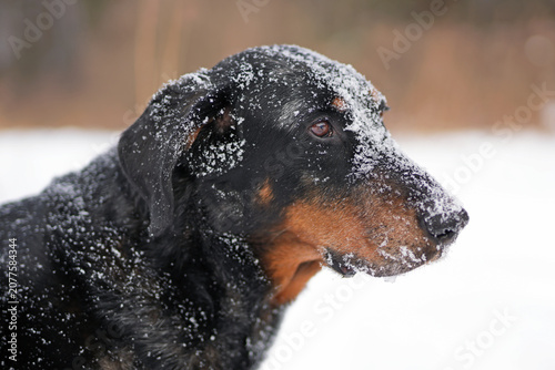 The portrait of a serious adult harlequin Beauceron dog posing outdoors in winter with a snowy muzzle