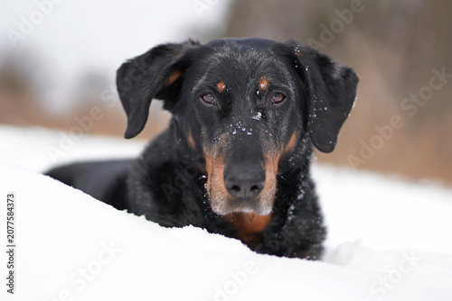 Serious adult harlequin Beauceron dog posing outdoors lying down on a snow in winter