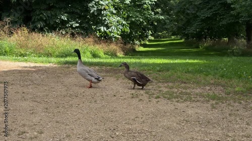 Funny elegant duck couple walking together in sync on a pathway in a countryside park.