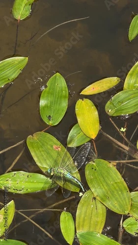 Huge dragon fly sitting on green water lily leaf and laying eggs dipping its abdomen into pond water.