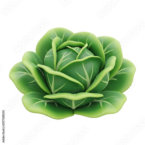 Fresh Green Cabbage Head Isolated on White Background.