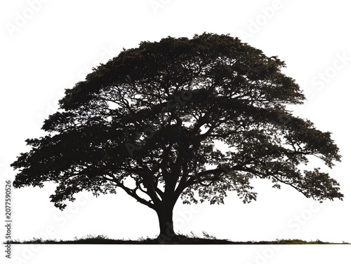 Silhouette of a large, mature tree with a wide canopy against a white background.