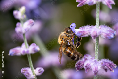 Fotografía Honey bee Apis mellifera feeding on purple sage flowers, pollinator macro