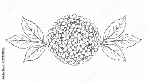 Detailed sketch of a round hydrangea blossom with surrounding leaves and delicate line art.