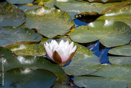 white water lily